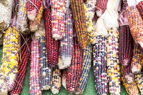 Indian corn - City Market, Chicago