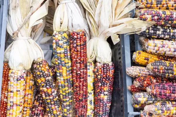Indischer Mais am City Market in Chicago