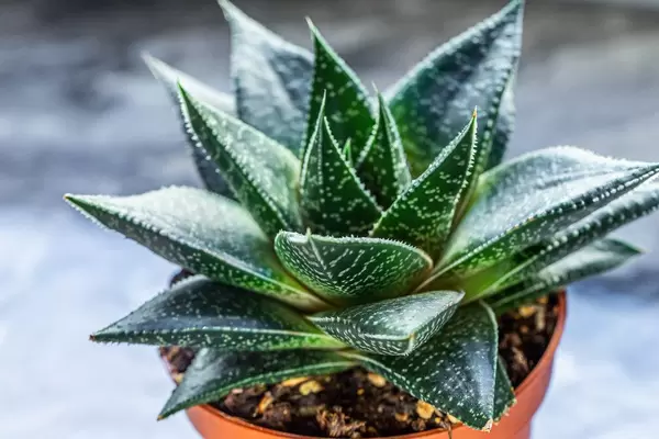Indoor plant Haworthia closeup (Flip 2019)
