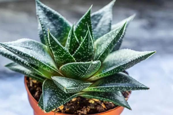 Indoor plant Haworthia closeup