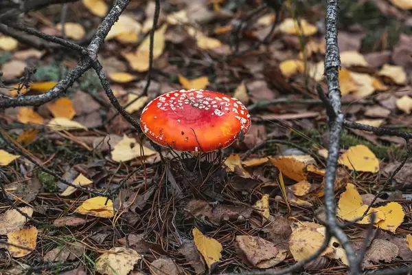 Inedible poisonous red fly agaric