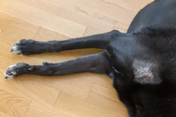 Injured dog with a wound is laying on the floor