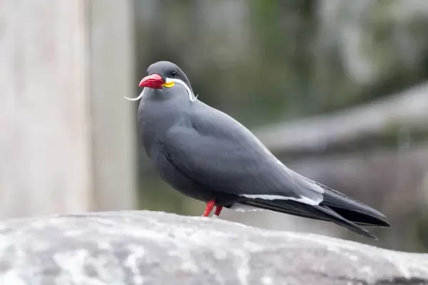 Inkaseeschwalbe im Kölner Zoo (engl.: Larosterna inca)