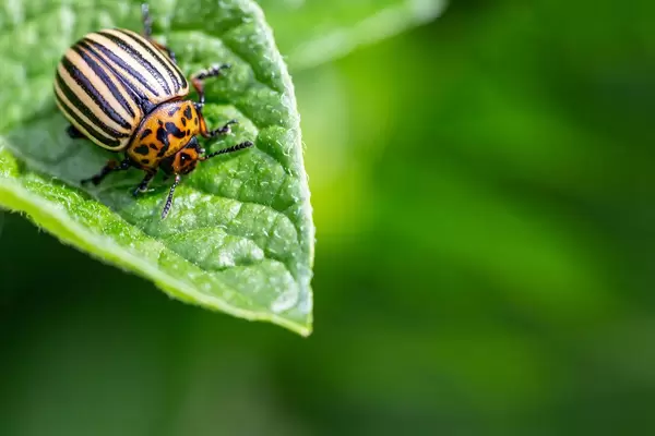 Insect pest concept - colorado beetle
