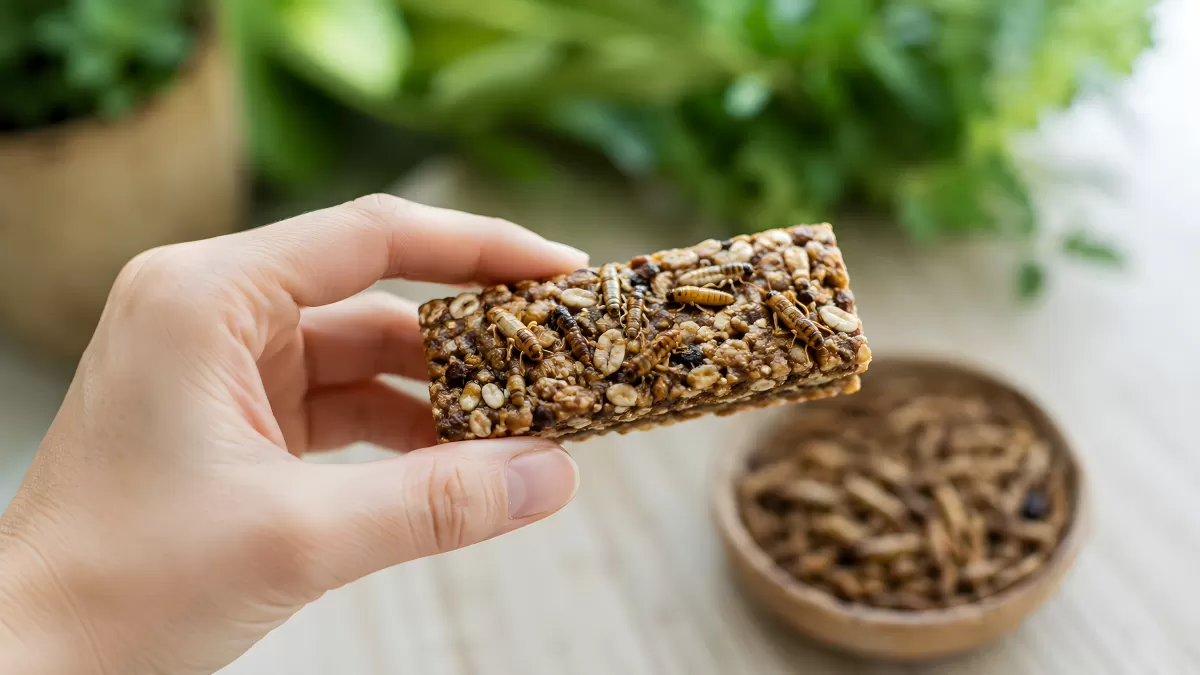 Insekten-Proteinriegel mit Grillen auf der Hand