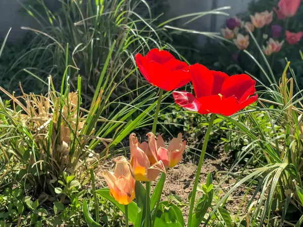 iPhone X schießt Blumenfotos ohne Porträtmodus