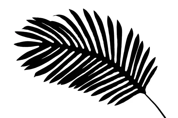 Isolated shadow of a tropical leaf over white background