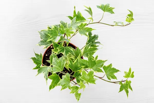 Ivy potted plant. Top view