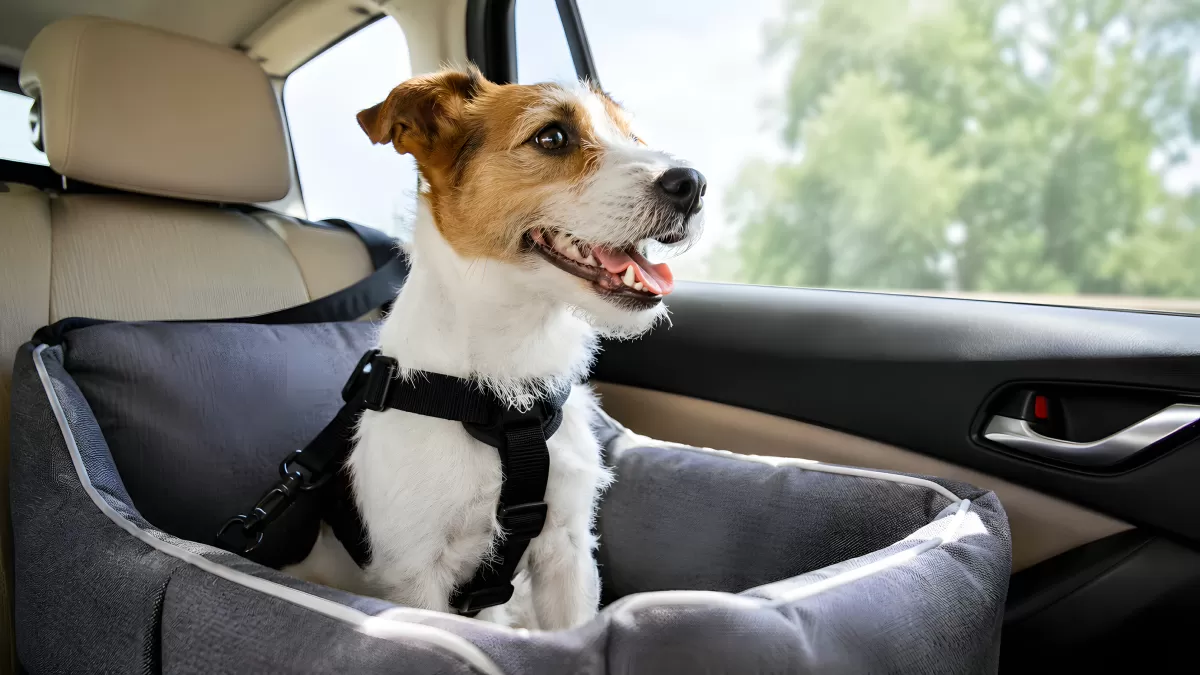 Jack Russell Terrier im Autositz mit Sicherheitsgeschirr