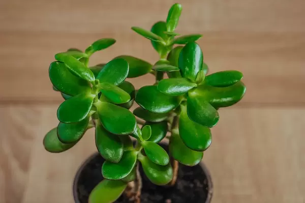 Jade Plant In A Pot