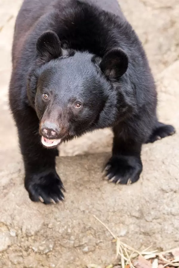 Japanese Black Bear