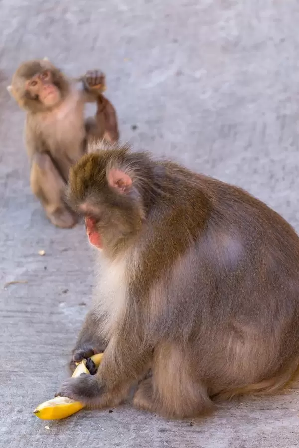 Japanese macaque eating bananas