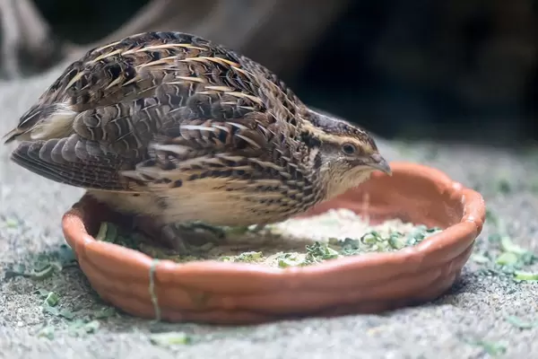 Japanese Quail (Coturnix japonica) / Japanwachtel