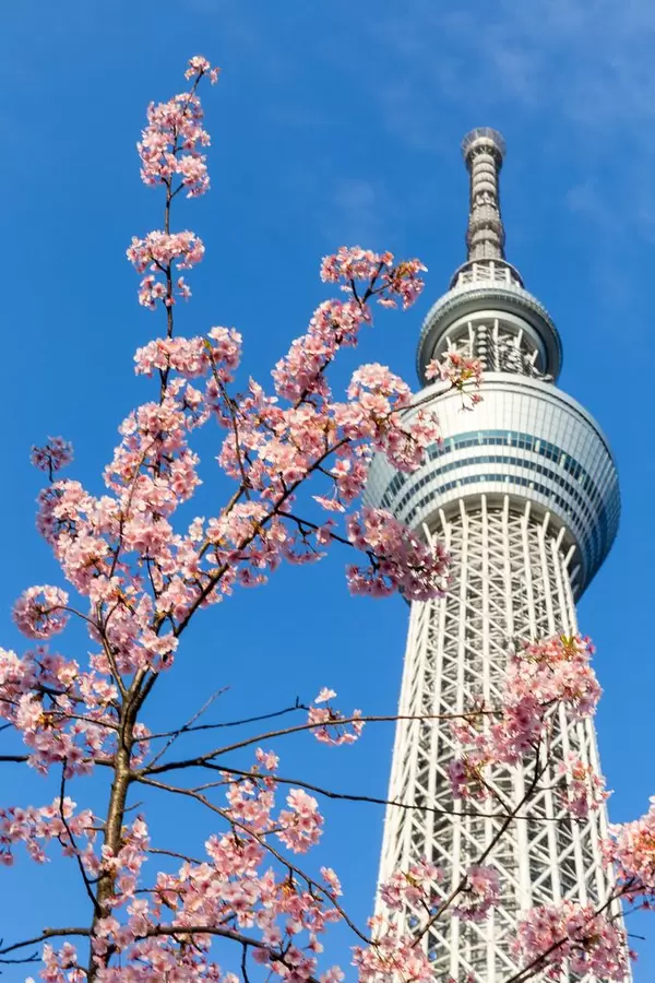 Japanische Kirschblüte und das Skytree im Hintergrund, Tokyo