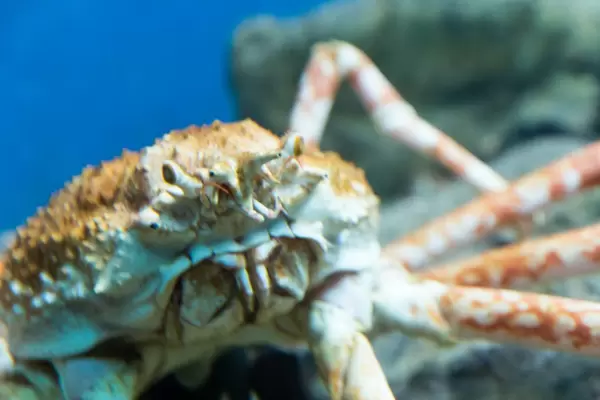 Japanische Riesenkrabbe (Macrocheira kaempferi) im Shedd Aquarium