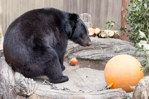 Japanischer Schwarzbär