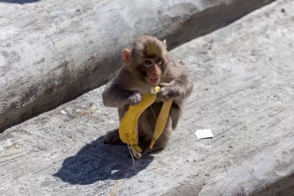 Japanmakak mit einer Bananenschale