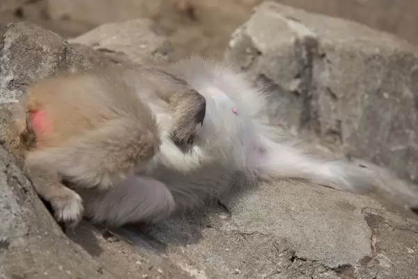 Japanmakake im Zoo Ueno, Tokyo