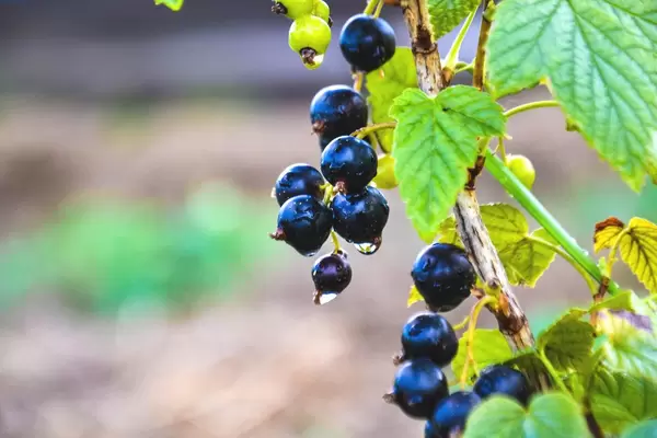 Johannisbeere mit Wassertropfen