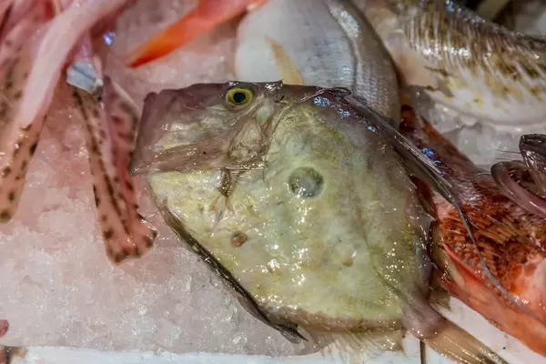 John Dory fish on fish market