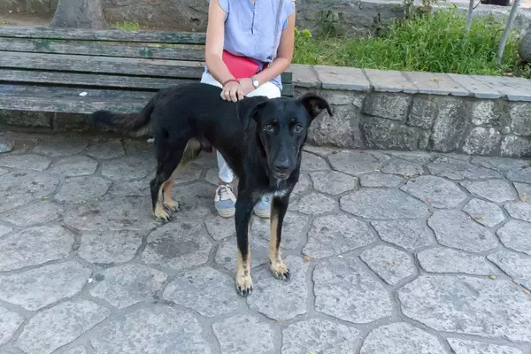 Junge Frau streichelt den Rücken ihres Schwarzen Labradors