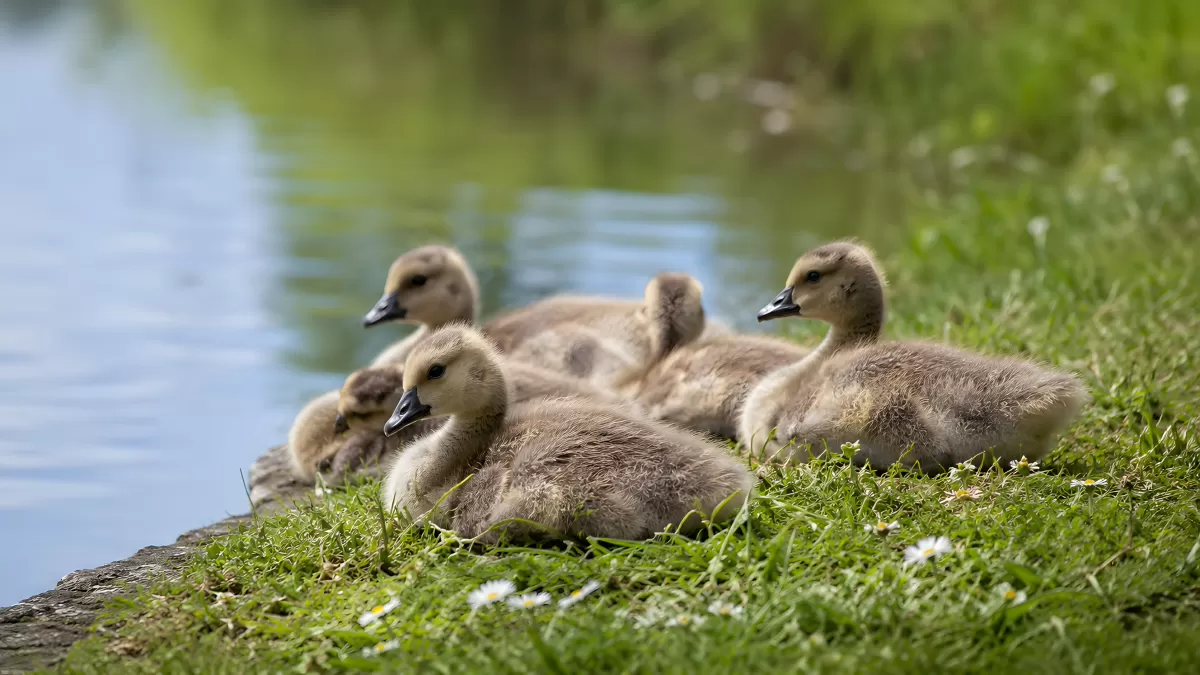 Junge Graugansküken ruhen am Ufer eines Teiches