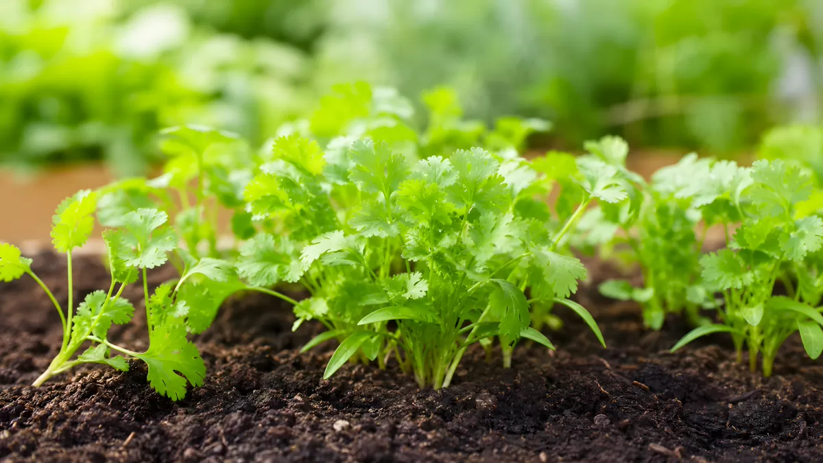 Junge Koriandersprösslinge wachsen in dunkler Gartenerde