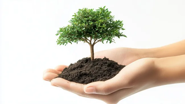 Junge Pflanze in Händen - nachhaltige Natur-Fotografie