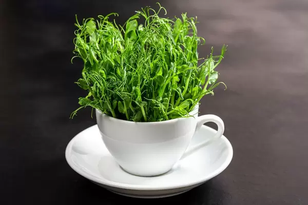 Junge Sprossen in einer weißen Tasse vor schwarzem Hintergrund