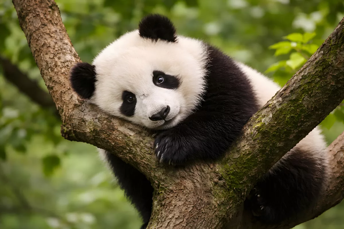 Junger Großer Panda ruht entspannt auf einem Ast