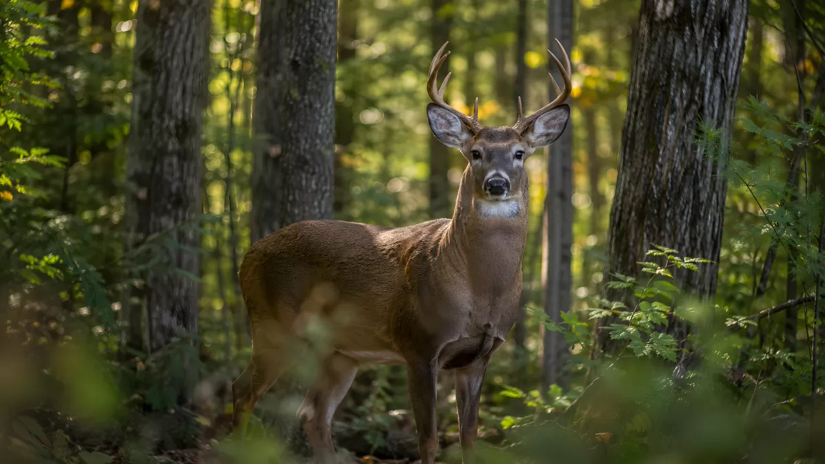 Junger Hirsch im herbstlichen Laubwald schaut neugierig
