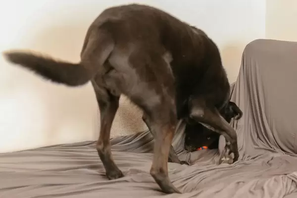 Junger Labradorhund versteckt sein Spielzeug unter einer Decke auf dem Sofa