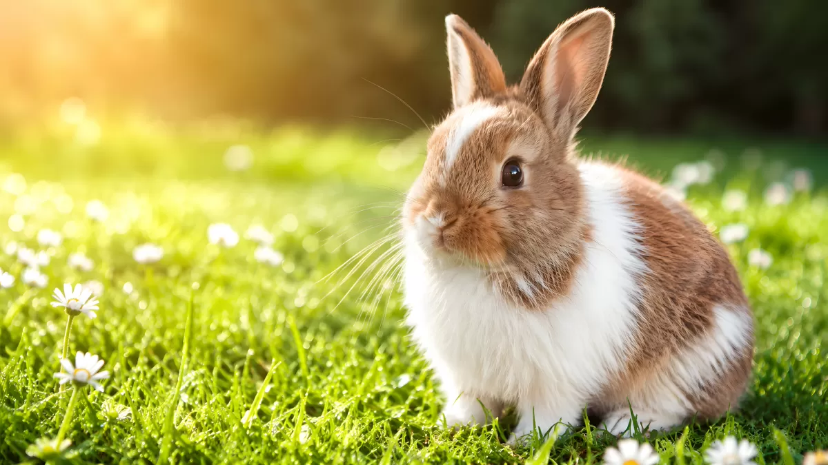 Junges Kaninchen sitzt auf blühender Frühlingswiese