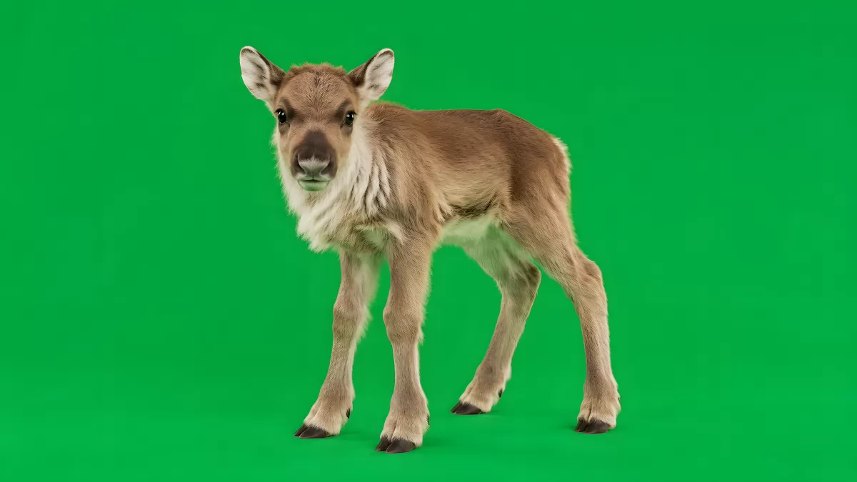 Junges Rentierkalb steht vor grünem Hintergrund