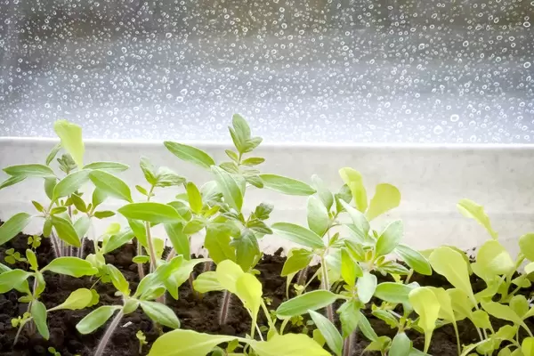 Jungpflanzen im Regen