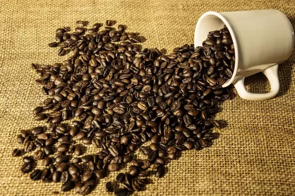 Kaffeebohnen aus einer weißen Tasse verschüttet