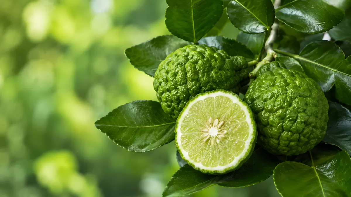 Kaffir-Limetten am Baum, eine Frucht aufgeschnitten