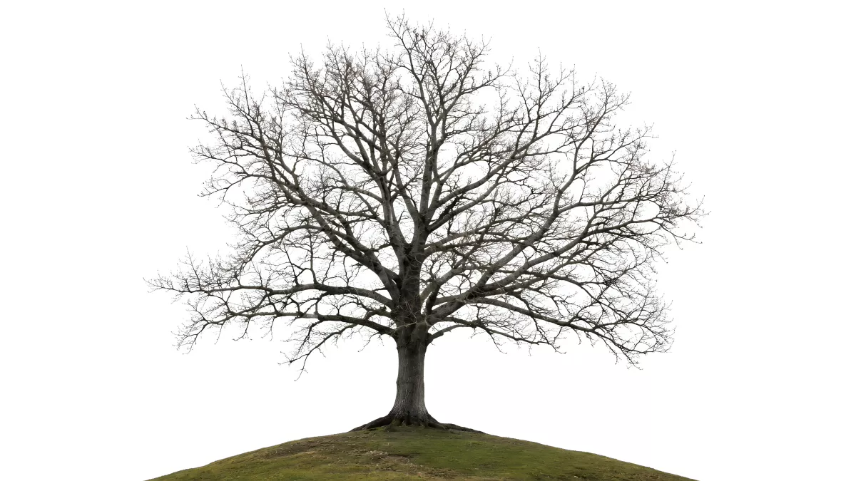 Kahler Baum auf grünem Hügel im Winter
