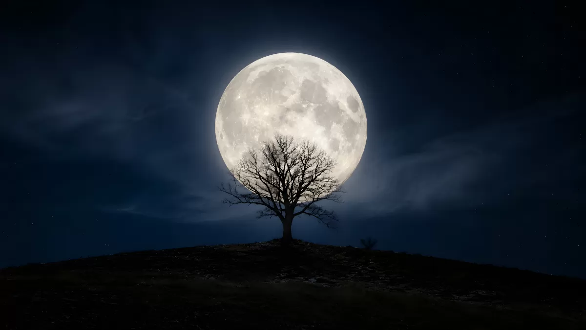 Kahler Baum vor riesigem Vollmond in der Nacht