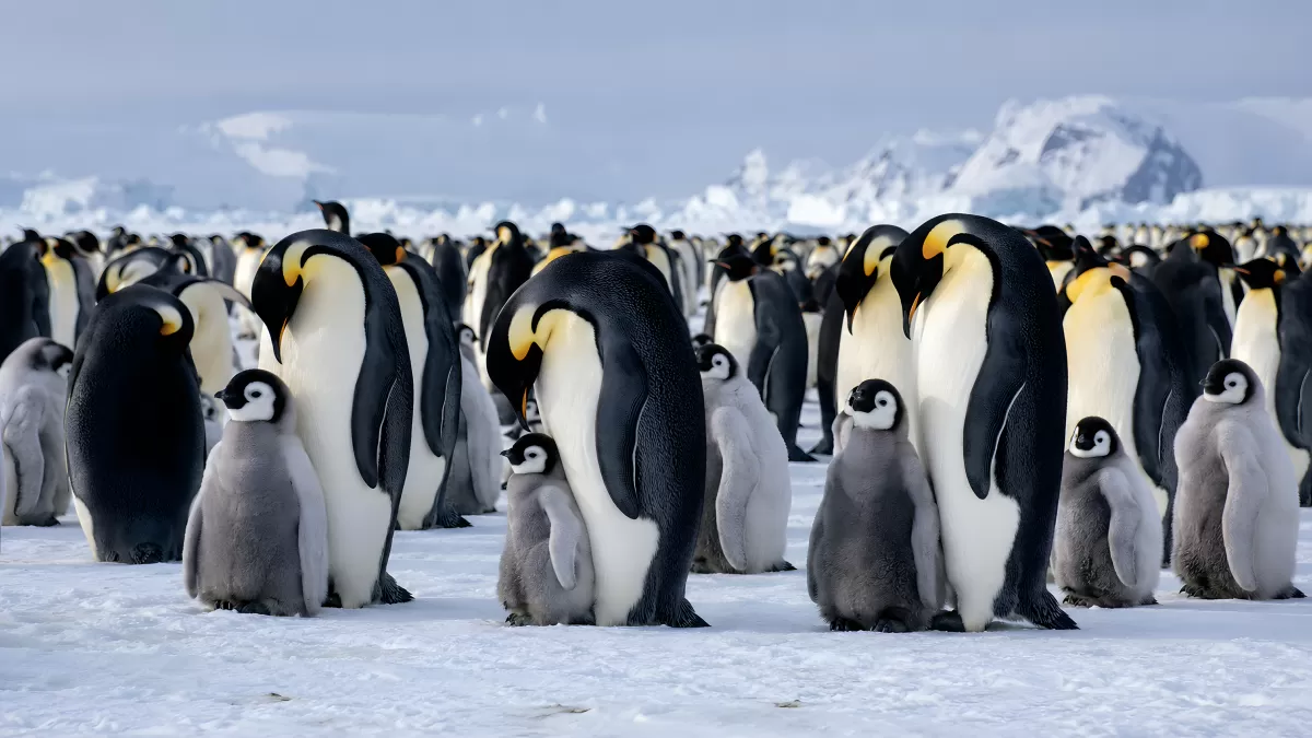 Kaiserpinguine mit Küken in der Antarktis