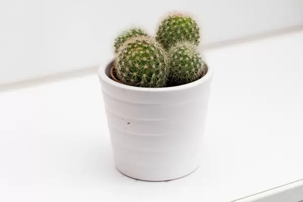 Kaktus im weißen Blumentopf
