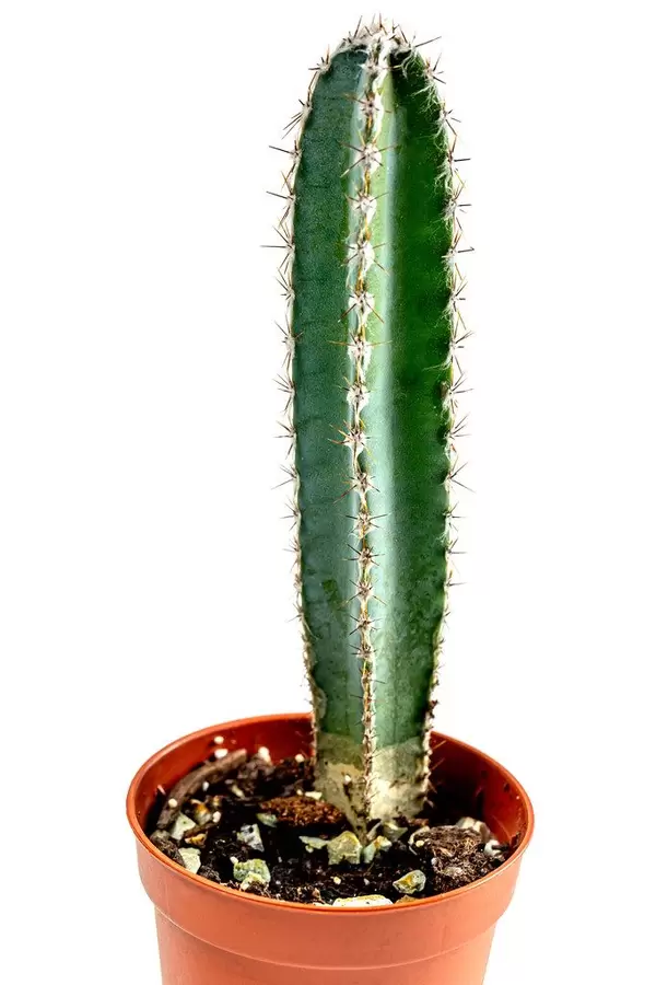 Kaktus in einem Blumentopf vor weißem Hintergrund