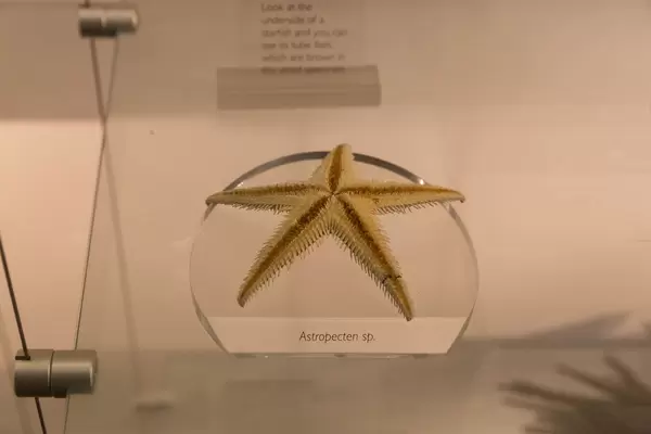 Kammsterne /  Astropecten