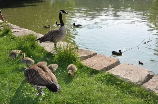 Kanadische Wildgänse