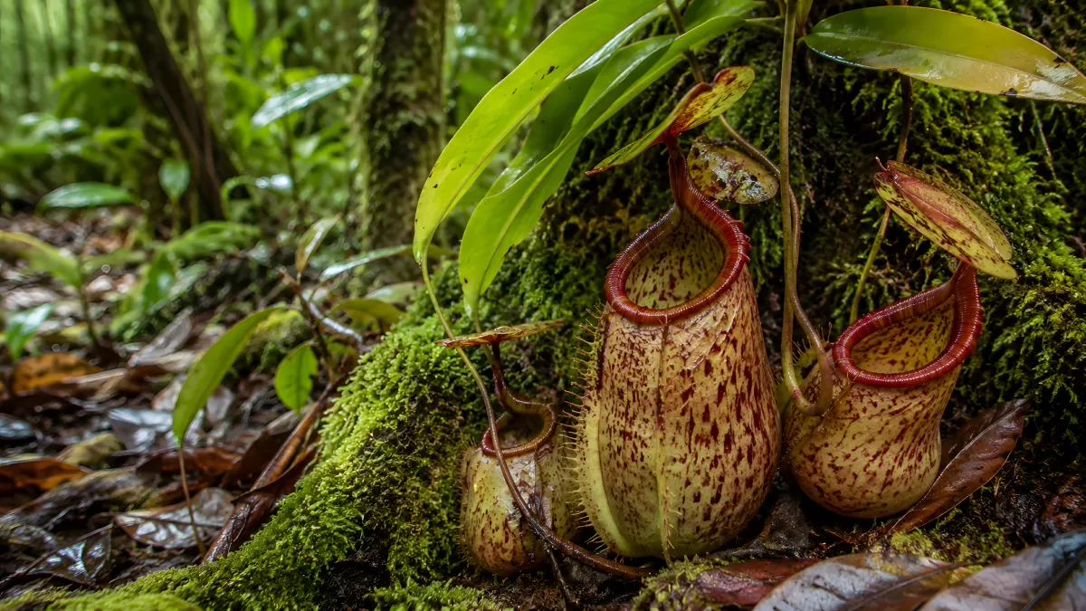 Kannenpflanzen im tropischen Regenwald auf Moos