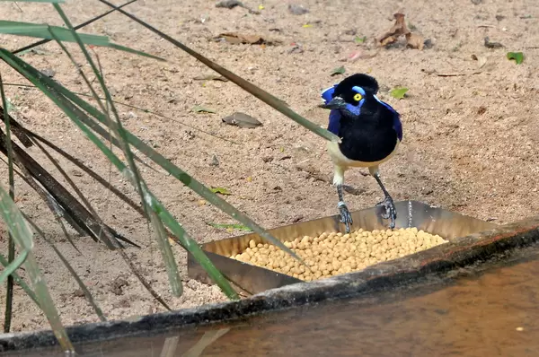 Kappenblaurabe (Gralha-Picaça) im Vogelpark Parque das Aves