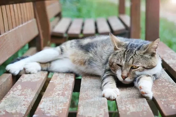 Entspannende Katze zum kostenlosen Download