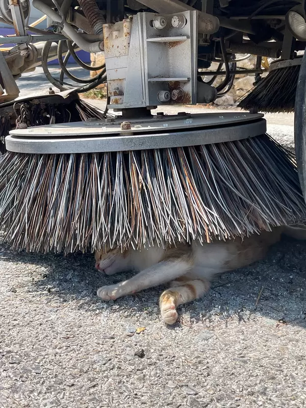 Katze macht eine Siesta im Schatten unter den Bürsten einer Straßenreinigungsmaschine auf Alonissos