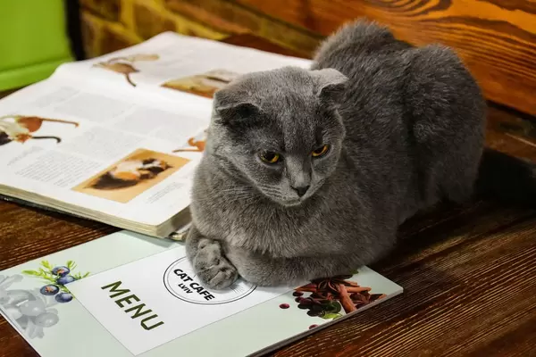 Katzen-Kaffee / Cat Cafe