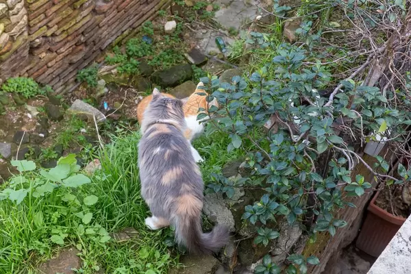 Katzen streunen durch die Largo di Torre Argentina Ruinen in Rom